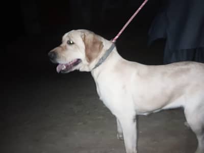 Premium Female Labrador for Sale | Perfect for Breeding