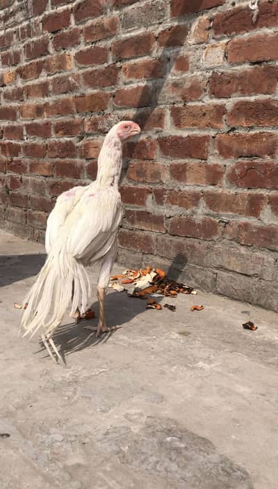 Mashallah Indian parrot beak