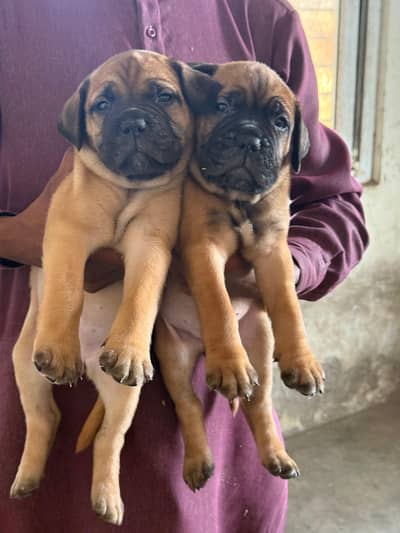 Bullmastiff Puppies