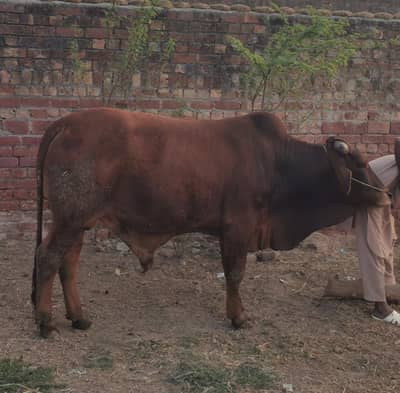 chocolate colour Qurbani janwar Bachra