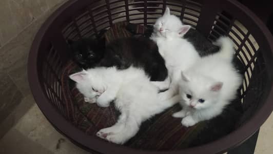 Beatiful kittens 03452821155