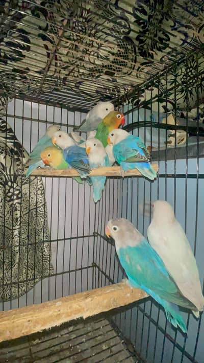 adult pairs available