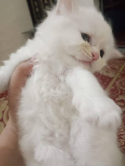 percian kitten pair 03224799353