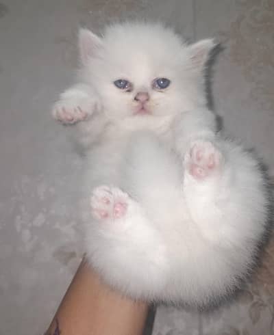 long coated Blue eye's female kittens up for sale