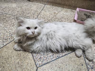 pair cat double coat
