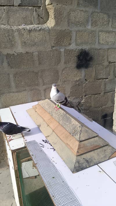 shabaz sherazi breedar male available  sath ma 1 chiks bhi hy