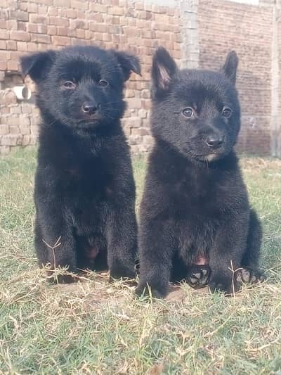 black German Shepherd long coat pair for sale