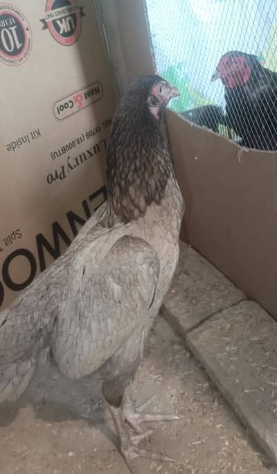 Aseel high quality breeder females