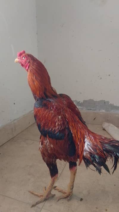 pure kamalia aseel mianwali aseel Sindhi aseel