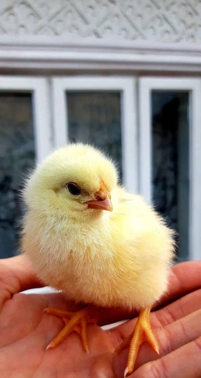 Shook k purchase kiya thy ab sale krrny hn