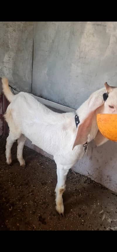 Gulabi or patera bakra  whatspp num 03710371678