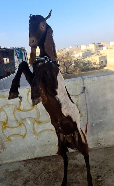 patera bakra  whatspp num 03710371678