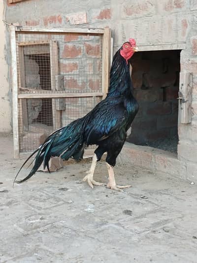 Mianwali Mushka Aseel