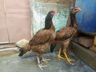 aseel murgi maa beti