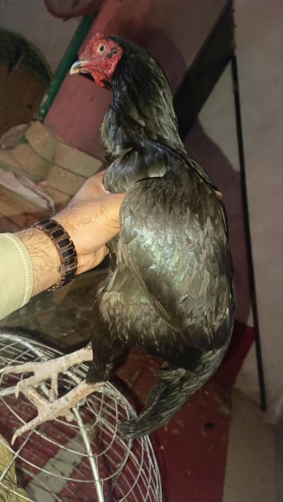 madi para achi nasal hai