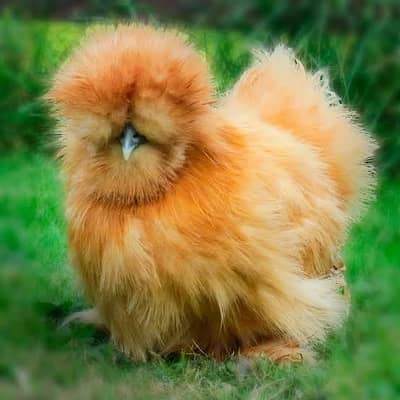 BUFF SILKIE CHICKS