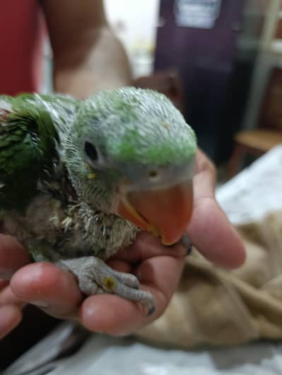 Pahari chick Kashmiri Pahari