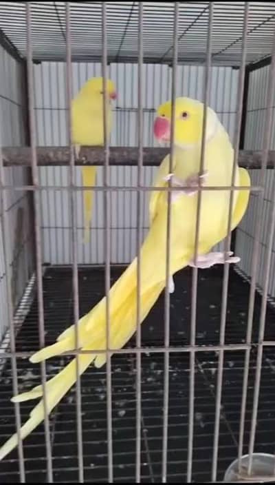 mango yellow ringneck parrot pair