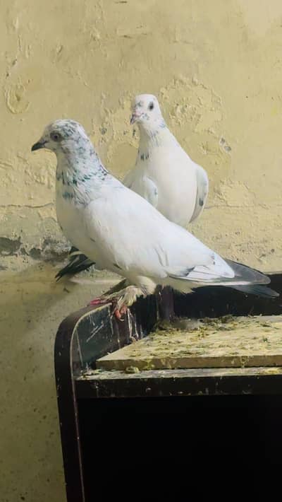 Sky roller pigeons