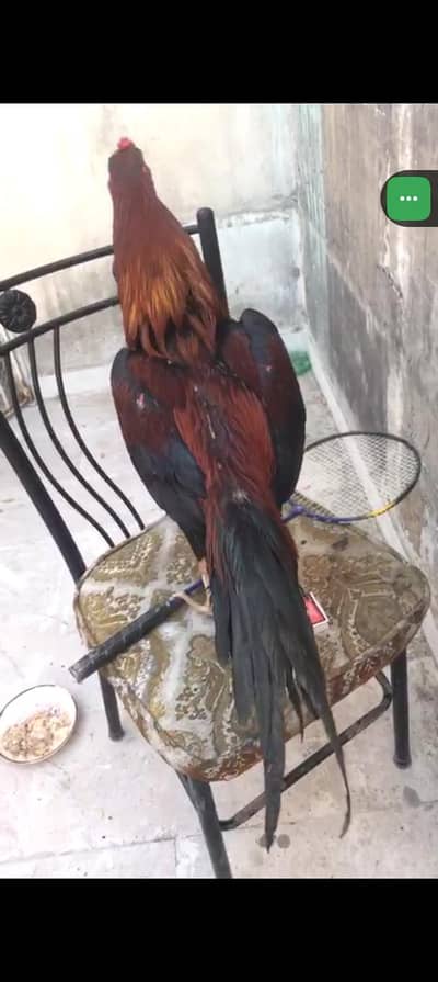 Aseel Mianwali pair pure old Bloodline