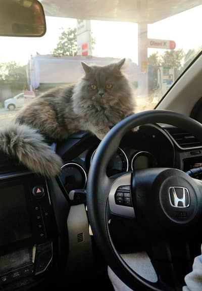 Grey, Female, Persian Cat