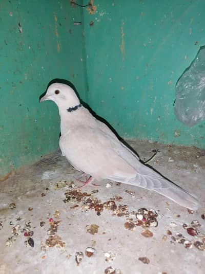 Male Dove For sale