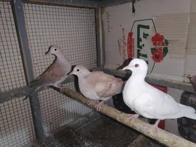 Allah Dove For Sale only 1350