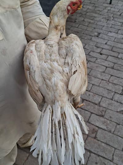 parrot peak , white female