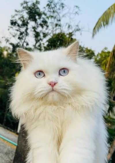 Person Pair Adult For Sale Reasonable Price 03344808819