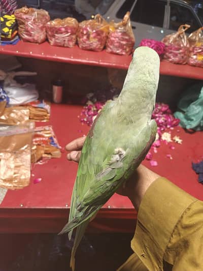 hhand tame and talking parrot for sale 03163968673