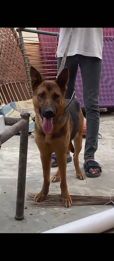 all ok with hight quality 03475981324