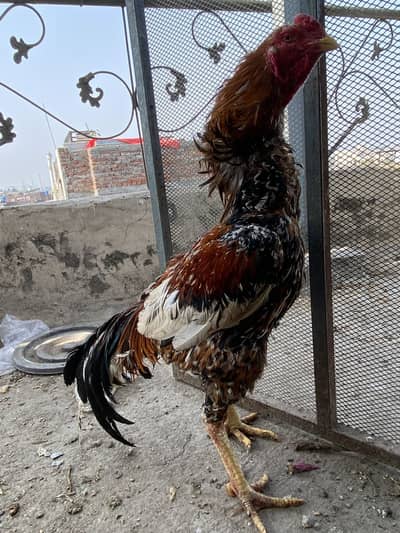 Aseel pair available