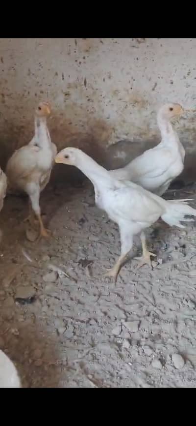 Indian parrot beak long tail high quality