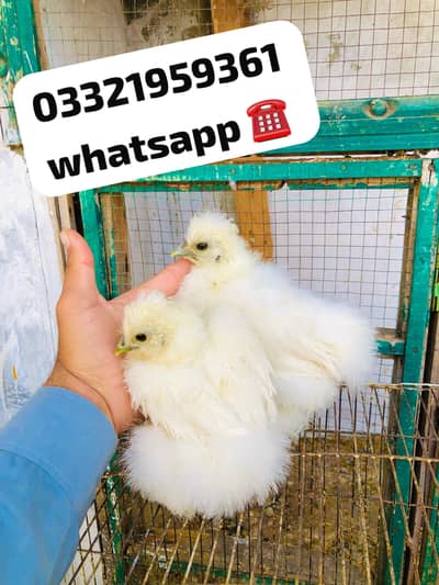 Silkie hen chicks for sale