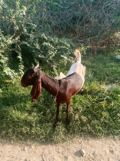 bakri for sale 3.5 month Gabbana Hein 4 dhaat final 45