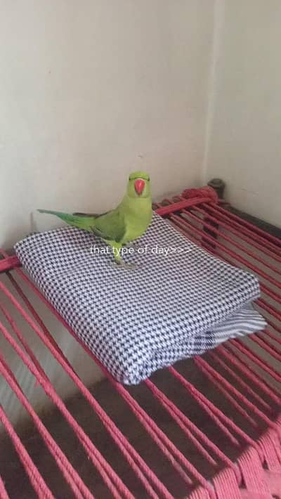 parrot urgent sale