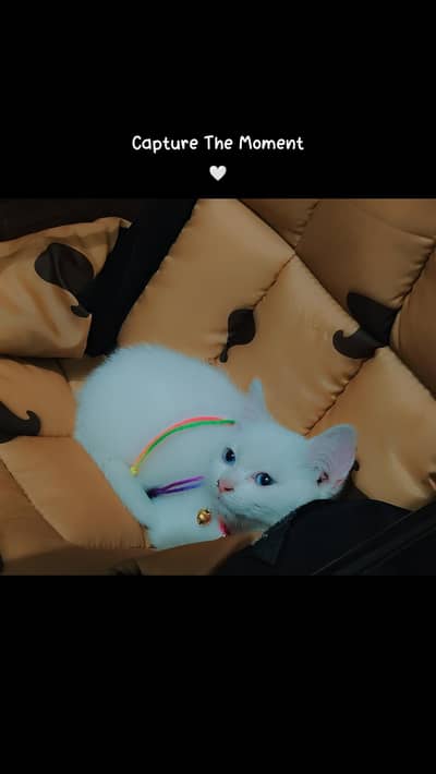 white Persian cat Blue eyes