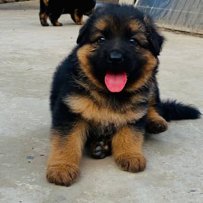Top Quality German Shepherd Male Puppy Available