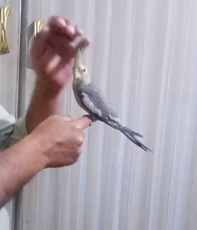 Hand tamed cocktail healthy and active cargo possible 0316,15,10,578