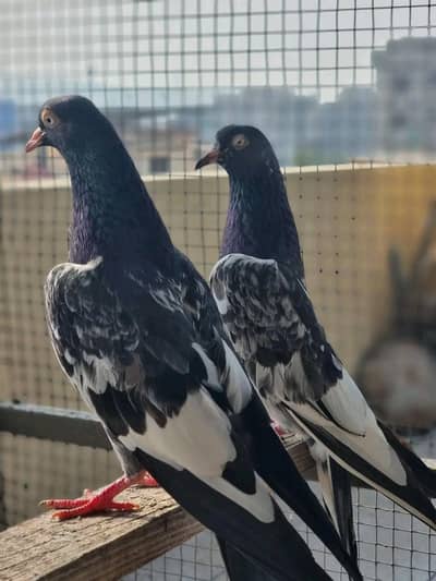 royal teedy pair for sale