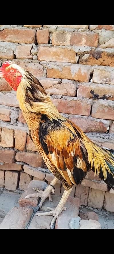 pior aseel amroha mianwali