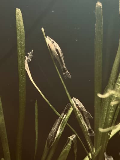 Imported Otocinclus (Oto) Catfish Available