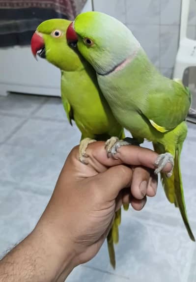 Ringneck Breeder pair