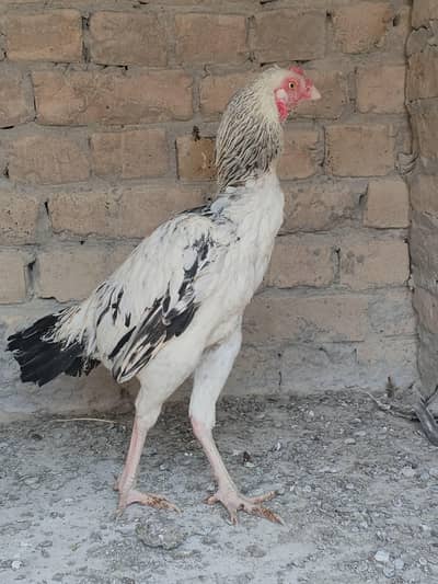 aseel cheena patha for sale