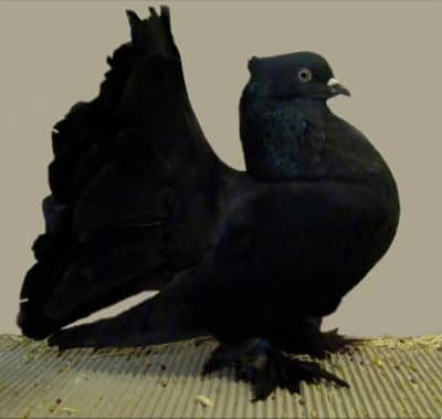 pigeon