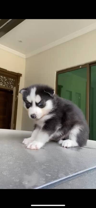 Siberian Husky Wooly Coat Puppies