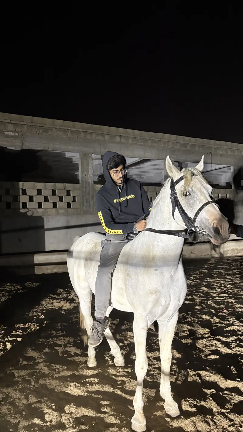 Arabian horse son of dalman — photo 2