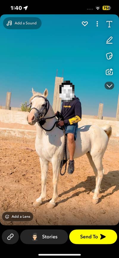 Arabian horse son of dalman