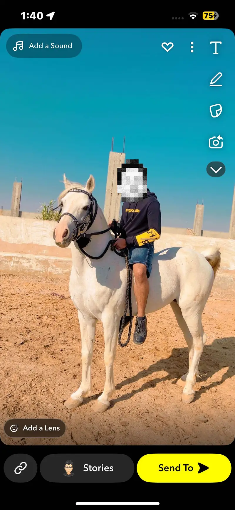 Arabian horse son of dalman
