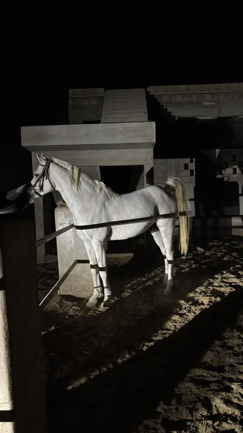 Arabian horse son of dalman — photo 3